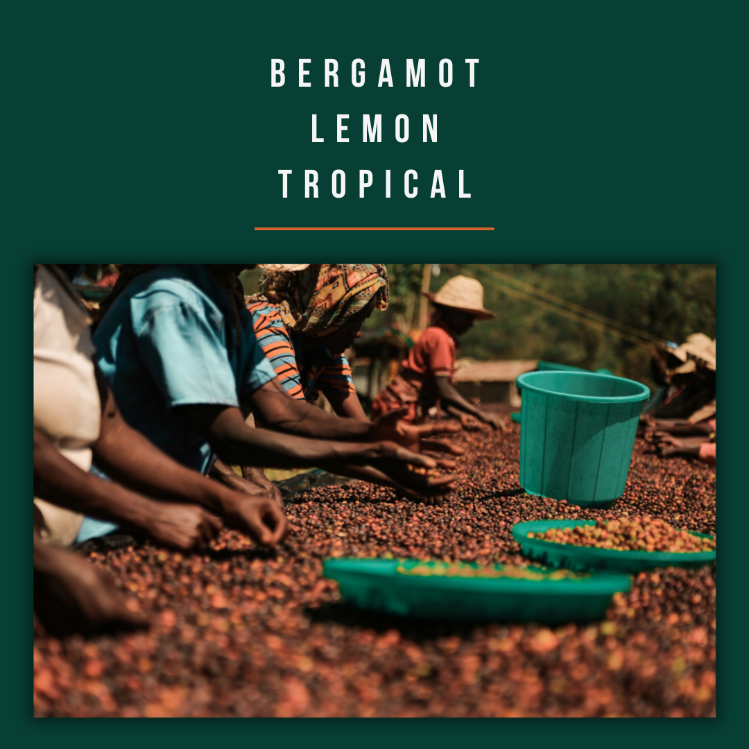 Ethiopia - Sidamo