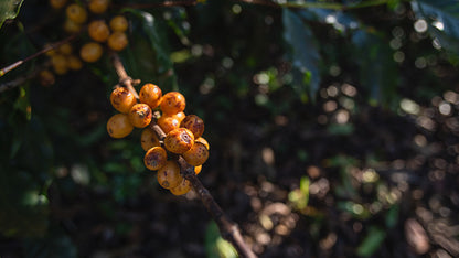 Brazil - Fazenda Santa Inês